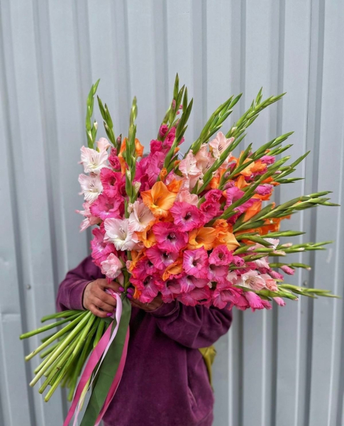 jaku ukrayinsku nazvu maye kvitka gladiolus 0075668 - Як українською зветься квітка дикої шаблі?