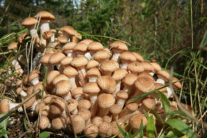 openki chi pidpenki jak pravilno ukrayinskoju 79c0d02 300x200 - Шкільний рік 2025/26: коли закінчується навчання в Україні?