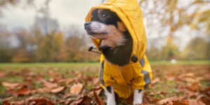 antisurzhik jak zaminiti taki slova liven mla poholodaniye otopitelnij sezon 9b71e25 300x150 - Мовні відповідники: заміна слів з суржику - злива, імла, похолодання, опалювальний сезон