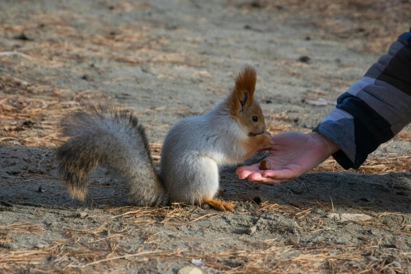jak shhe nazivajut bilku ukrayinskoju jaki isnujut nazvi 9a4e717 - Інші найменування білки в українській мові – варіанти назв.
