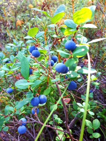 Як сказати голубіка українською - як перекладається назва jak skazati golubika ukrayinskoju jak perekladayetsja nazva 6aa5311 - Як сказати голубіка українською - як перекладається назва