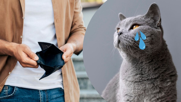 jak inakshe skazati kot naplakav fd9988d - Головна