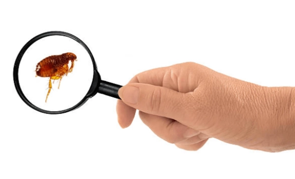 Домашні блохи: від докучливої неприємності до серйозної напасті та шляхи вирішення. 24d9da471adc4fa2ebd98f5605051513 - Домашні блохи: від докучливої неприємності до серйозної напасті та шляхи вирішення.