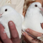 be7ef5bea1a4610e52b35bd1f41e4d4f 150x150 - Головна