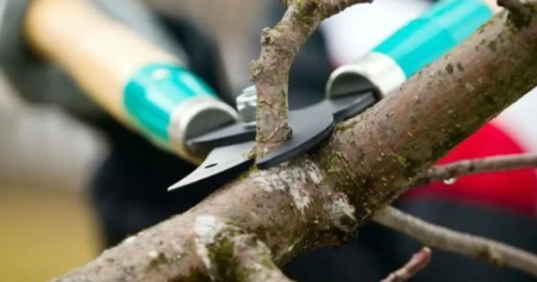 2cdbff60af2dfb30d798578ea313c531 - Вірне підрізання дерев: поради для щедрого врожаю.