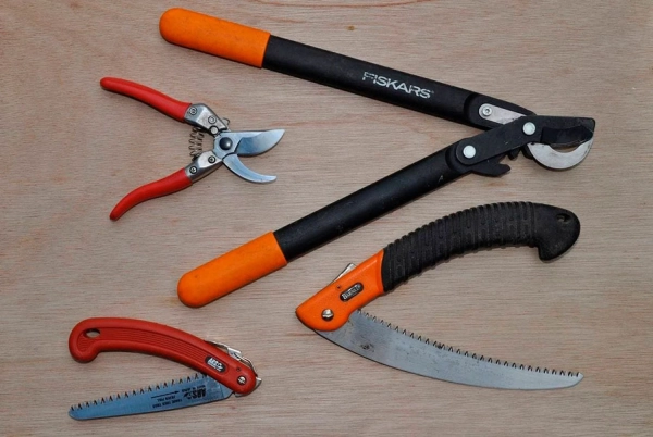 ac146f44d2a59e879638f815e9915032 - Вірне підрізання дерев: поради для щедрого врожаю.