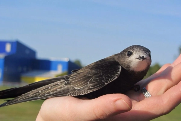 jak inakshe zvati lastivku serpokrilcja c2b30a3 - Як інакше звати ластівку-серпокрильця?