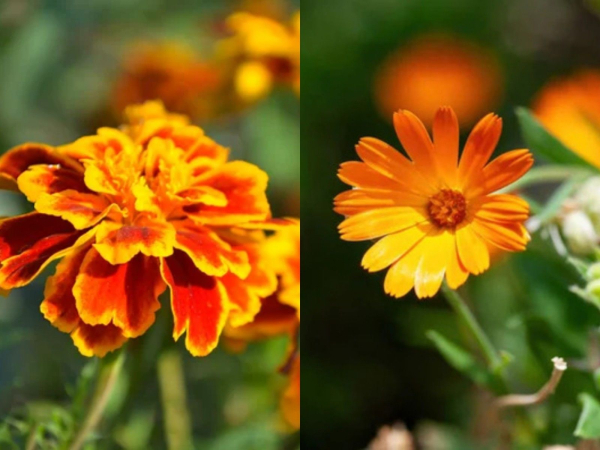 kvitkovi najmenuvannja chornobrivci chi kalendula 2b2f449 - Квіткові найменування: чорнобривці чи календула?