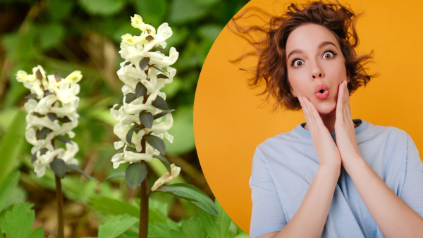 rjast ukrayinska nazva ciyeyi kvitki 1875d6e - Ряст: українська назва цієї квітки