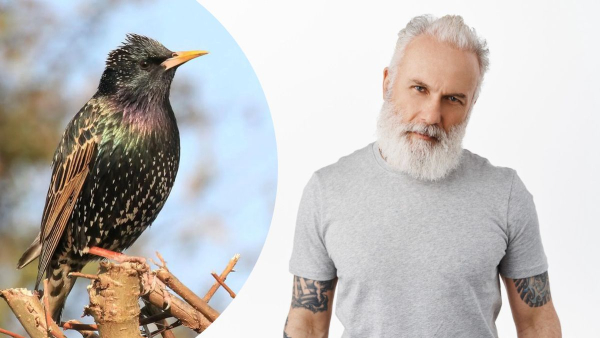 shpakuvatij znachennja ta tlumachennja terminu ae57772 - Шпакуватий: значення та тлумачення терміну.