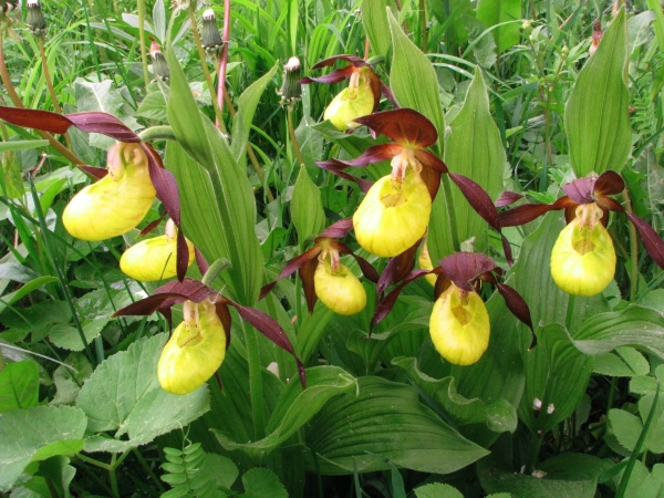 bratki korektna ukrayinska nazva kvitki cd87f9f - Братки: коректна українська назва квітки