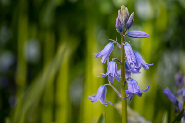 dzvinochok jak virno velichati cju kvitku a996ffb - Дзвіночок: як вірно величати цю квітку?