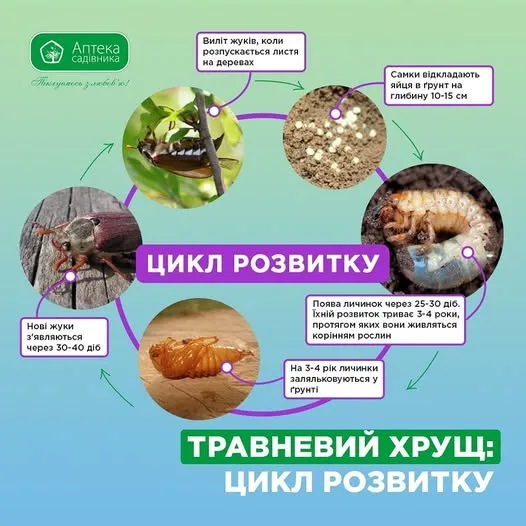hrushh travnevij inshi nazvi ukrayinskoju 88ff30f - Хрущ травневий: інші назви українською