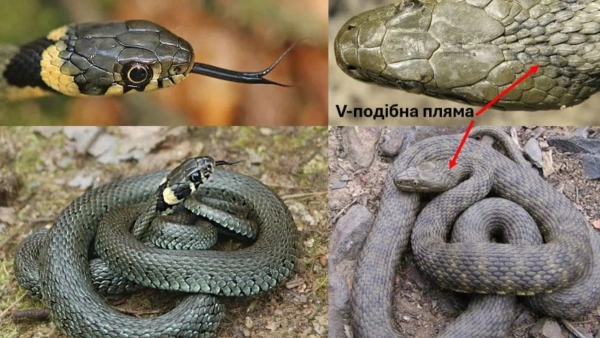jak imenuvati vuzha ukrayinskoju virno c9c7d83 - Як іменувати вужа українською вірно?