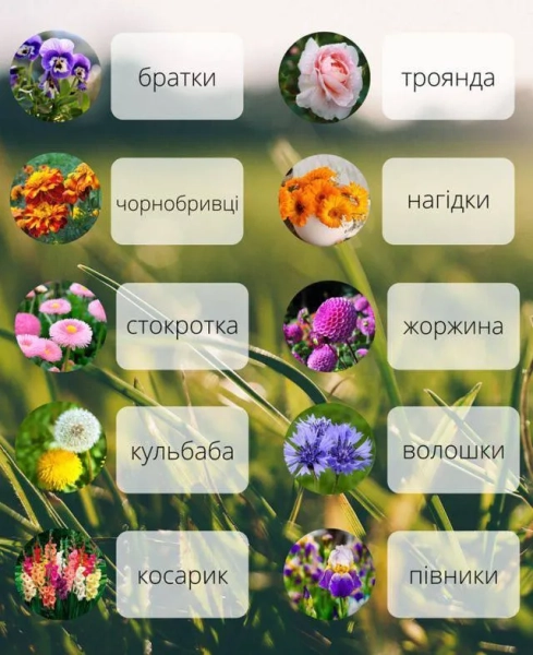 margaritka jak shhe nazivajut cju kvitku v ukrayini 4ce3dac - Маргаритка - як ще називають цю квітку в Україні