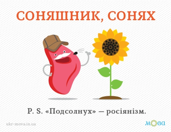 sonjashnik insha nazva kvitki 26232e7 - Соняшник: інша назва квітки