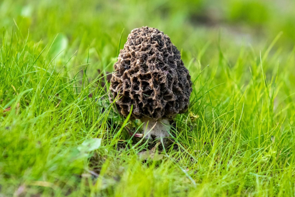 virna nazva griba zmorshok ukrayinskoju zmorzh e9a0c45 - Вірна назва гриба зморшок українською &ndash; зморж.